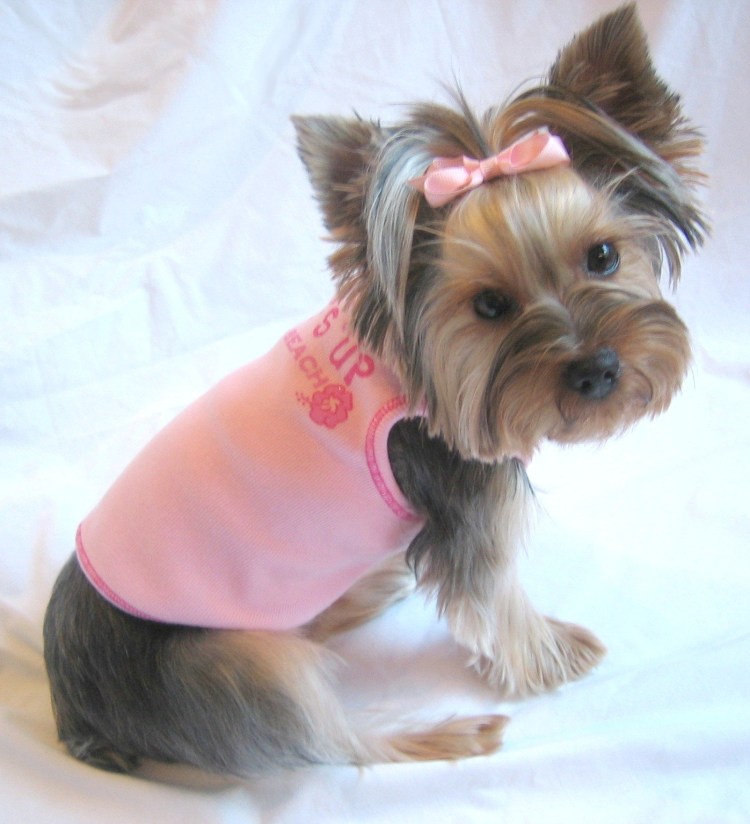 Йорк с хвостиком на голове