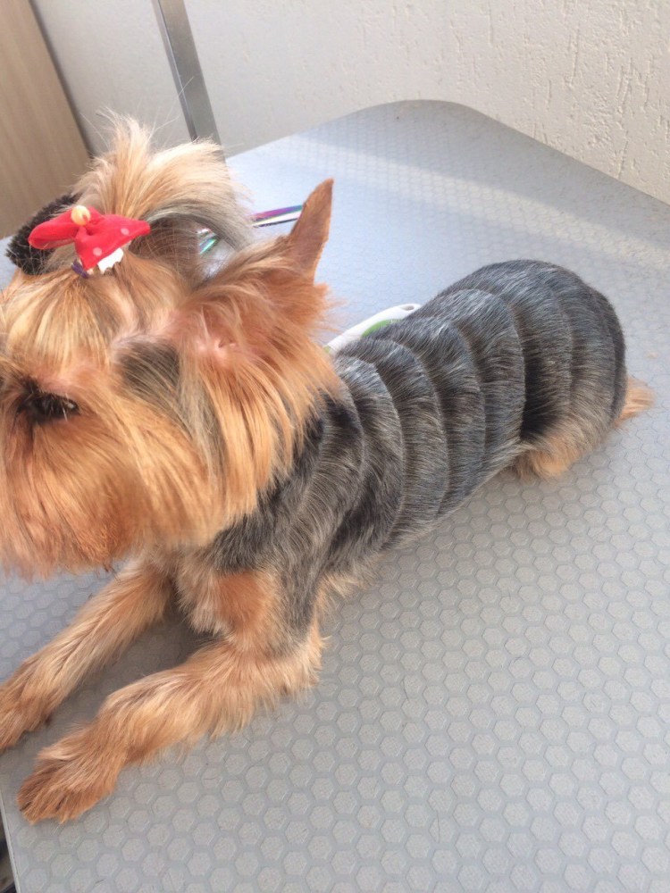 Стрижка Йорка девочки