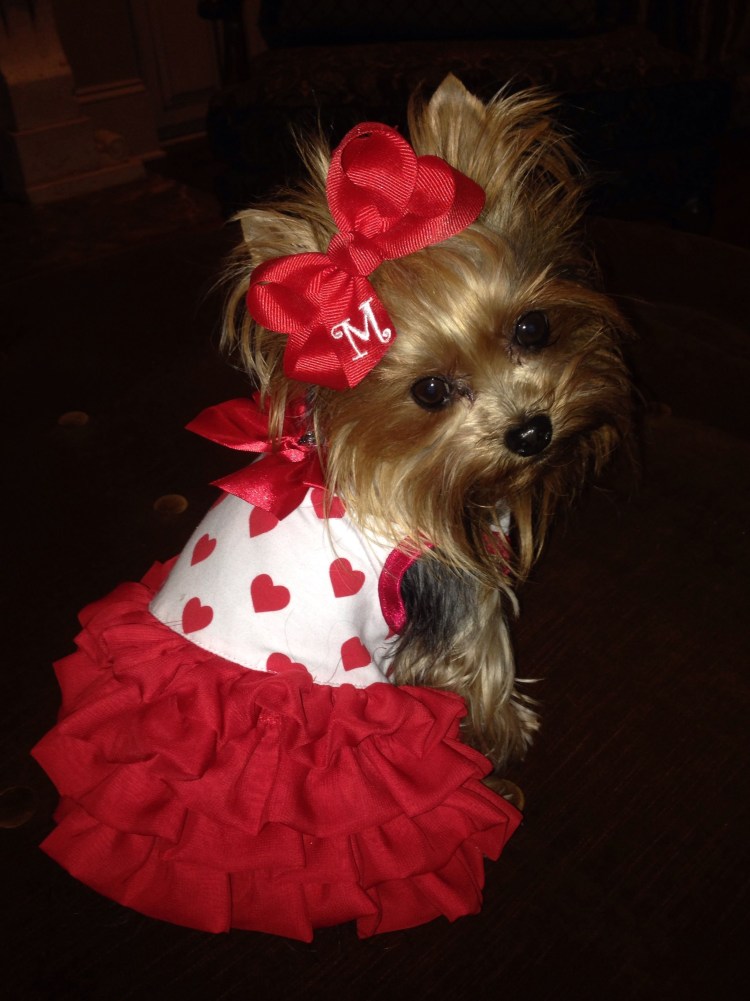 Йоркшир терьер стрижки