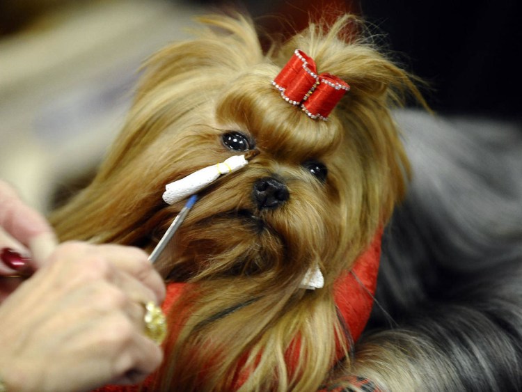 Собака Йоркширский терьер