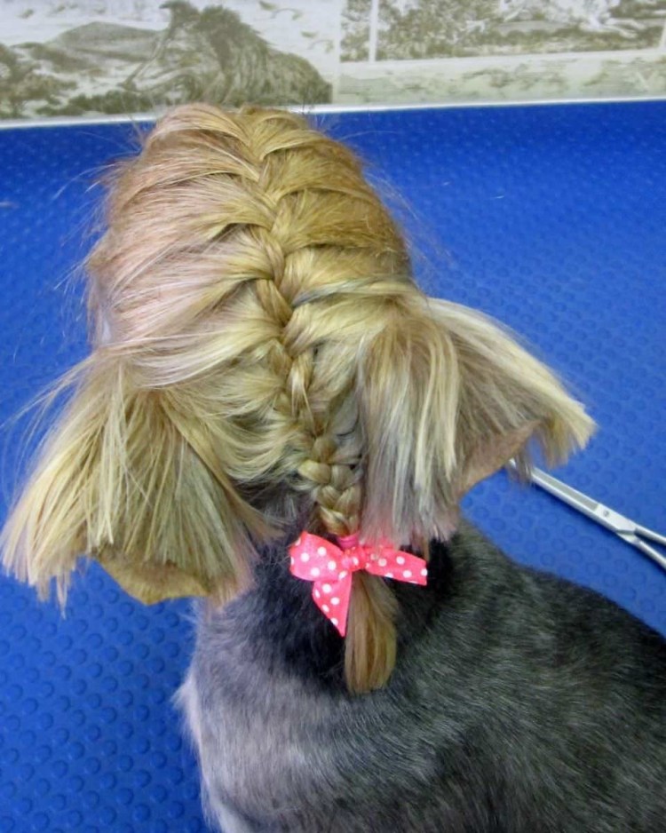 Йорк с косичками