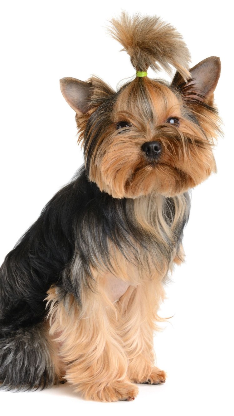 Терьер с хвостиком на голове