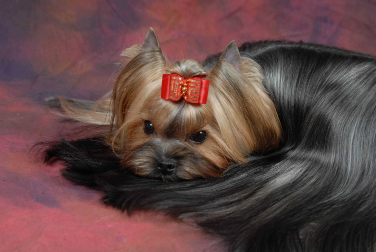 Порода шицу + Ерк