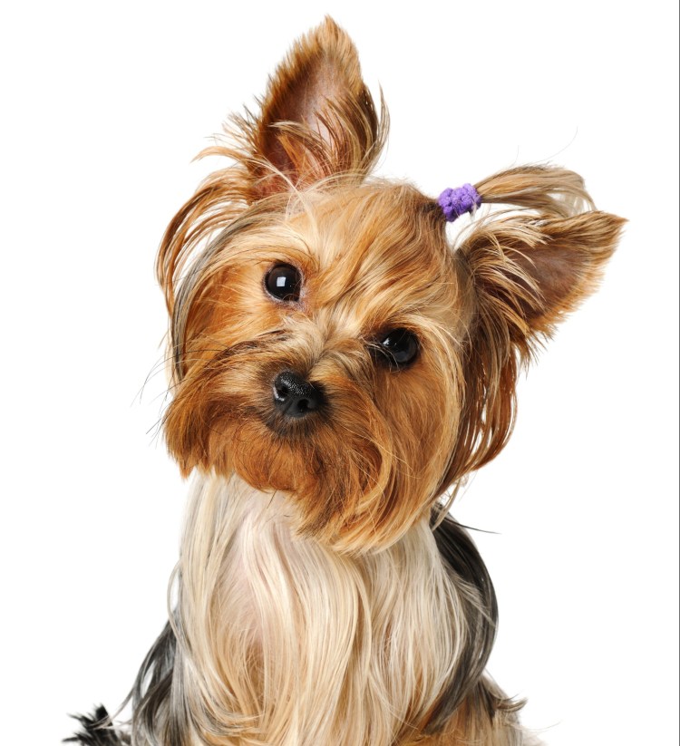 Йоркширский терьер