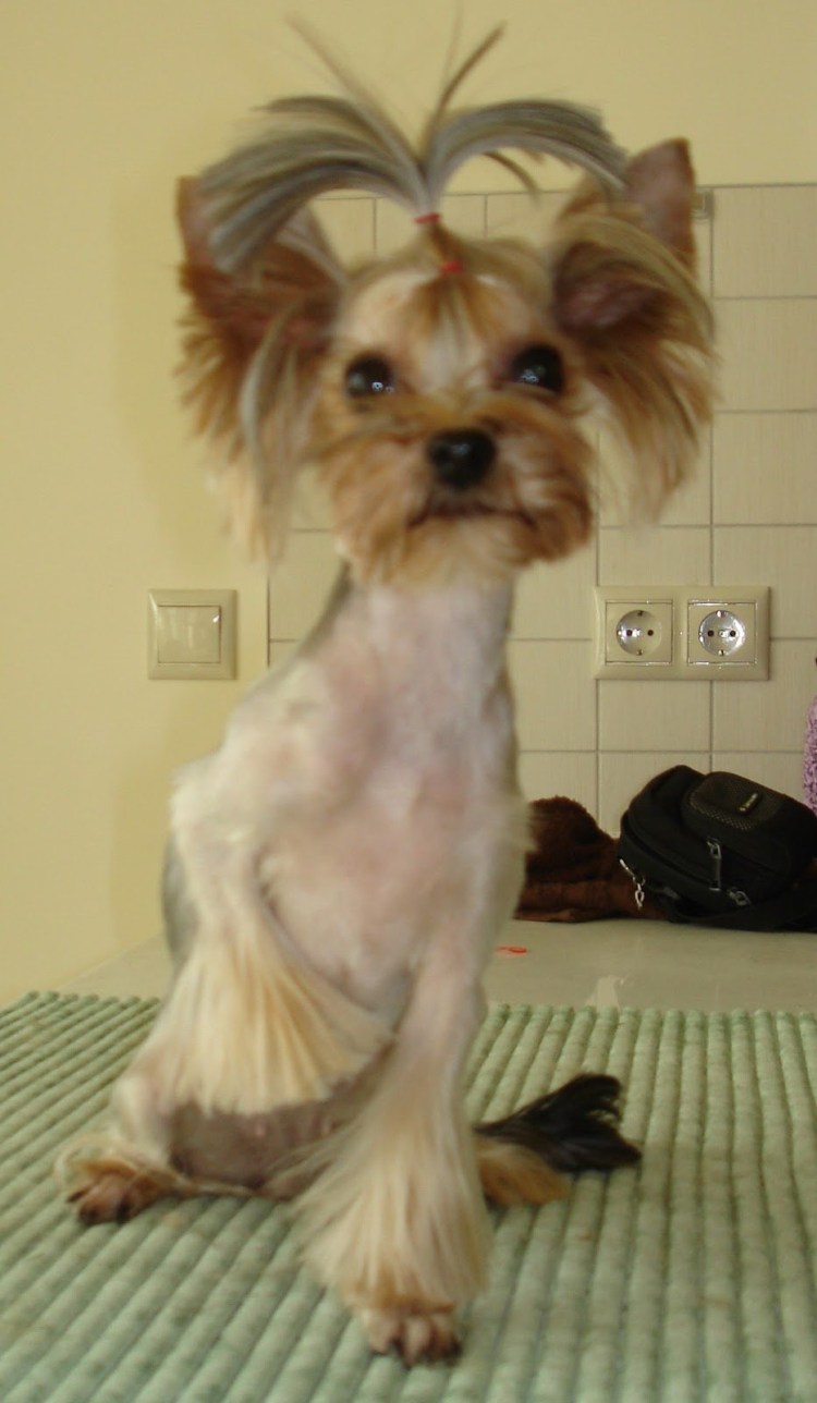 Собачки Йоркширский терьер