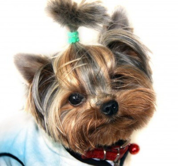 Йоркширский терьер Лайт