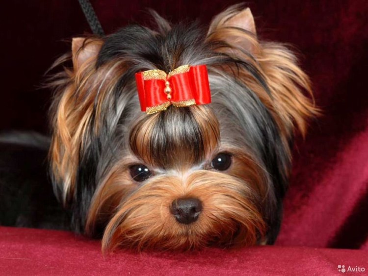 Йоркширский терьер мини девочка