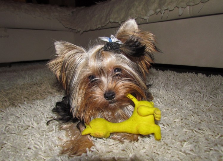 Якширтерьерский терьер