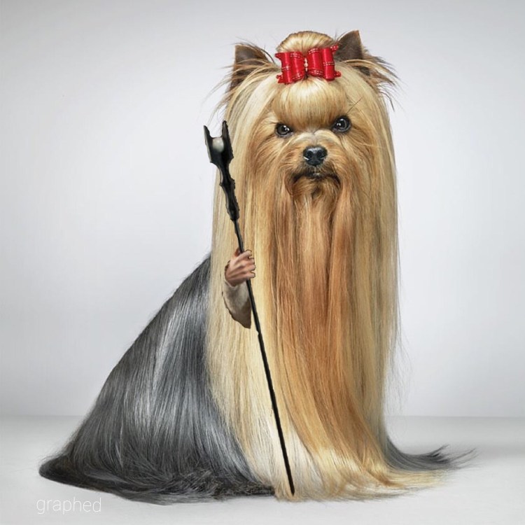 Нестриженный Йоркширский терьер