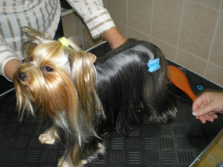 Маленькая собачка Йоркширский терьер