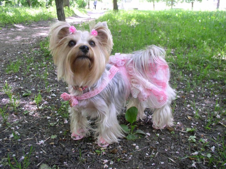 Собачка с хвостиком