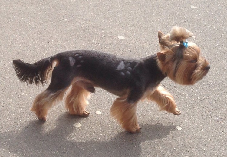 Горбатый Йоркширский терьер