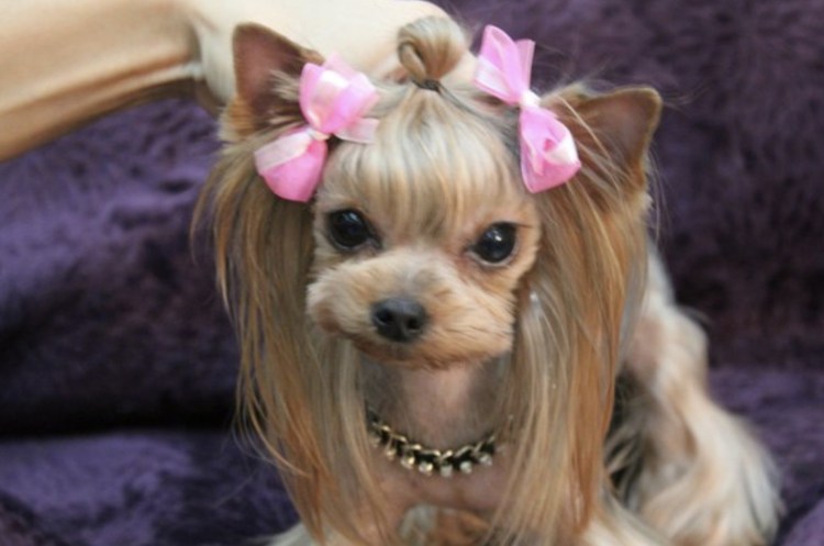 Йекштерьерский терьер