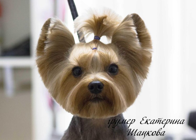 Стрижка Йорка ушки Микки Мауса