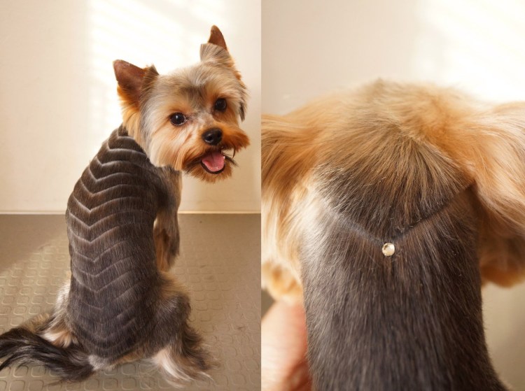 Собака с хвостиком на голове