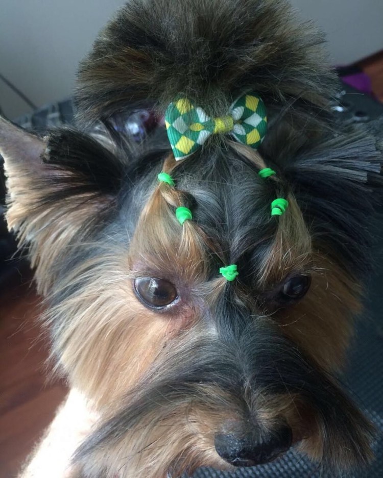 Йоркширский терьер в папильотках