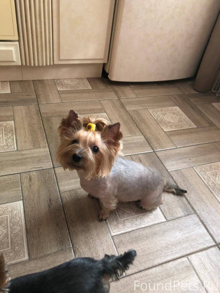 Йоркширский терьер коса