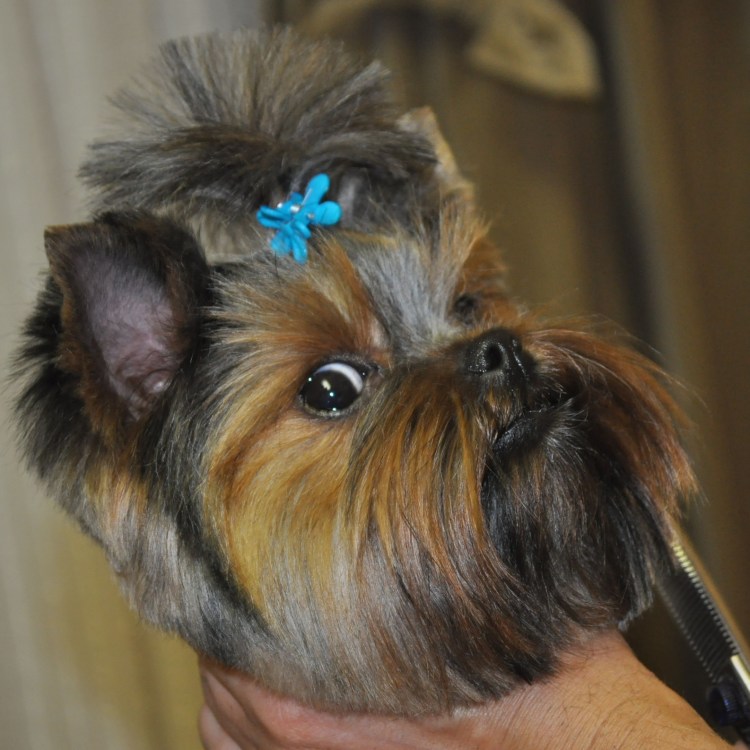 Грумминг йоркширского терьера