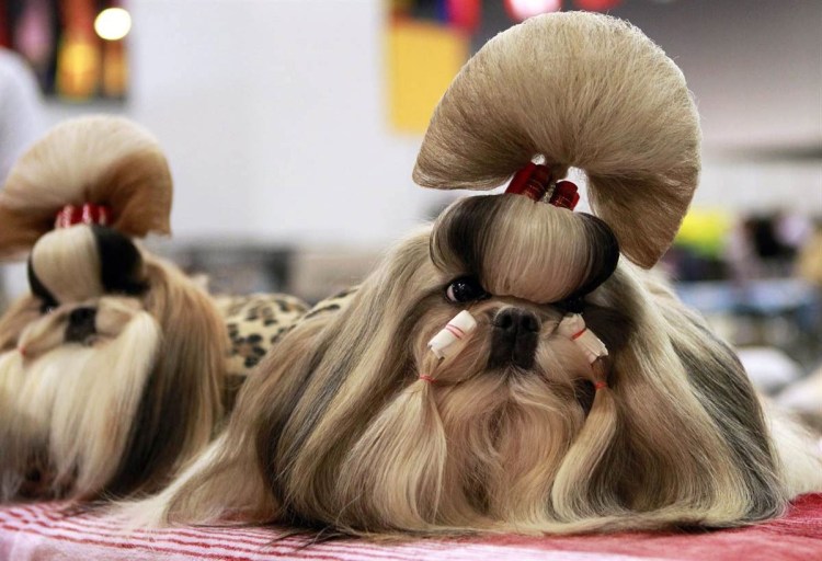 Йоркширский терьер лысый стрижка