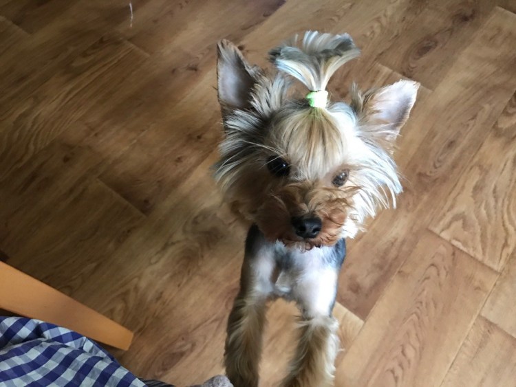 Шерри Йоркширский терьер