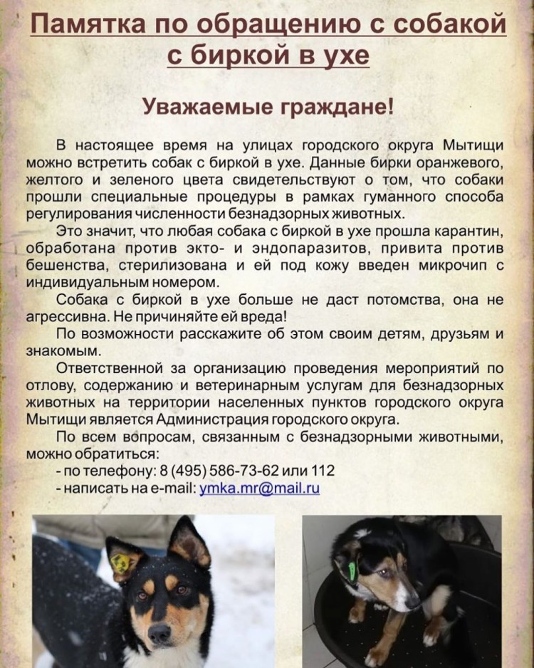 Бирки на ушах у бродячих собак