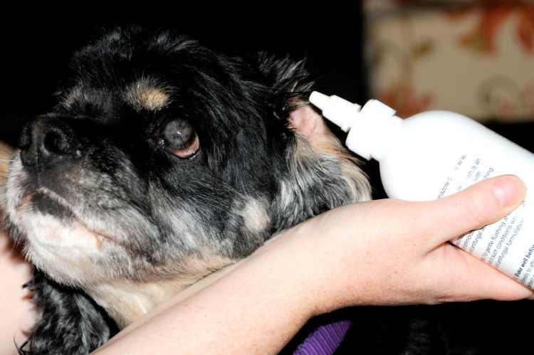 Собака с прижатыми ушами