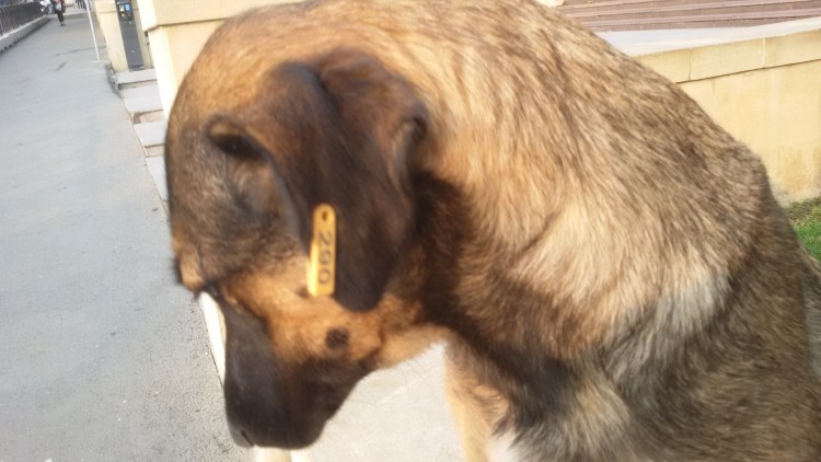 Ушная сера коричневого цвета