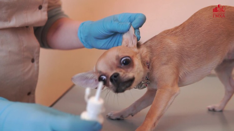 Пчелодар УШАСТИК. Лосьон гиг. Для очистки ушей собак 50мл