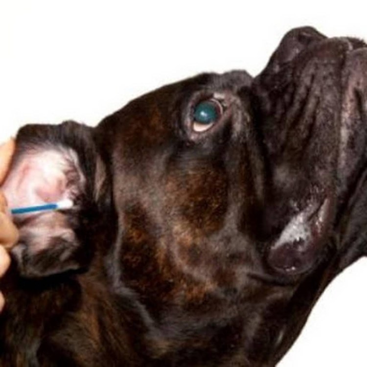 Гигиенические процедуры для собак