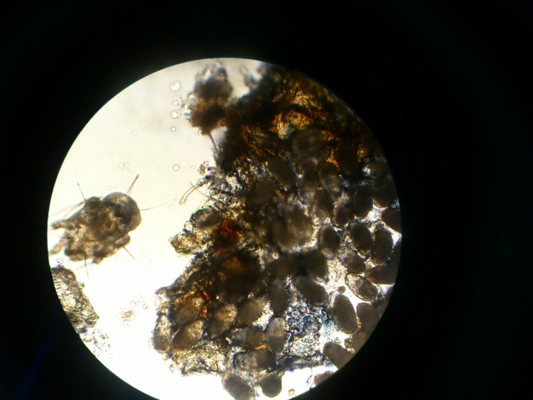 Собачий иксодовый клещ