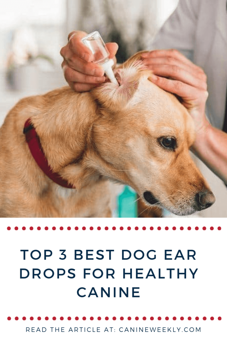 Как правильно чистить уши собаке