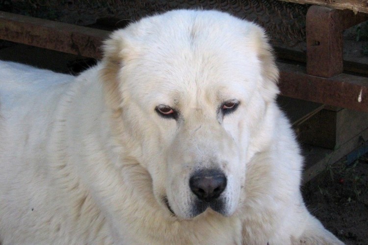 Среднеазиатская овчарка волкодав
