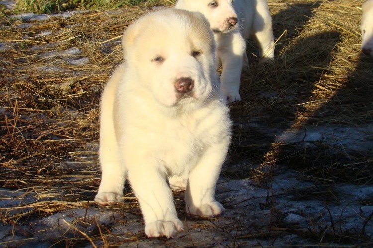 Туркменский алабай