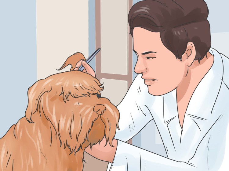 Чесоточный клещ (отодектоз)