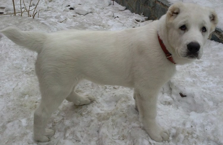 8. Среднеазиатская овчарка (алабай)