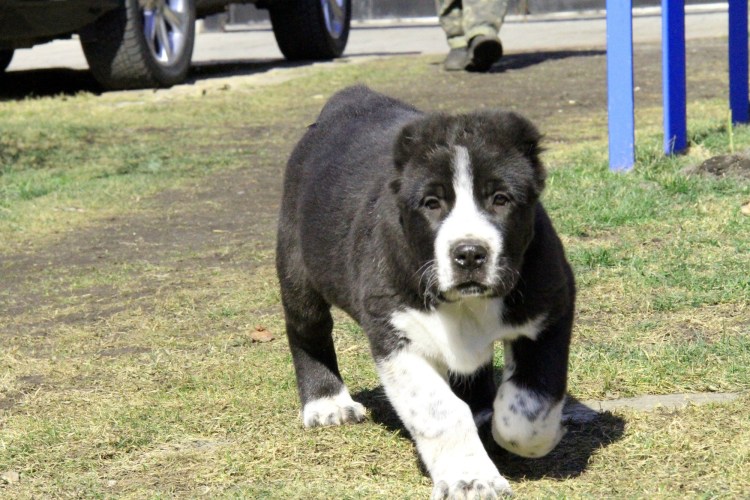 Среднеазиатская овчарка алабай черный