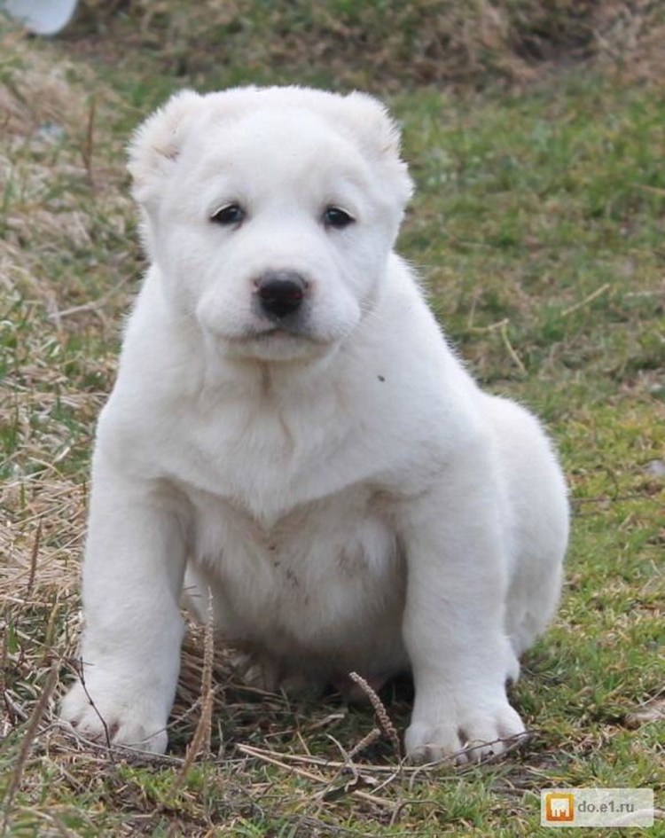 Среднеазиатский алабай