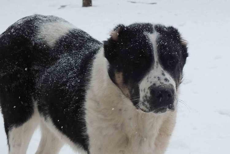 Среднеазиатская овчарка алабай черный