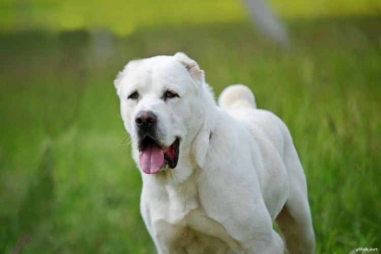 Эстетика алабая