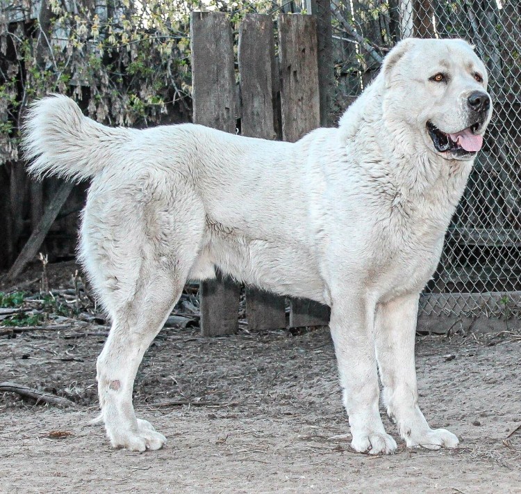 Среднеазиатский алабай