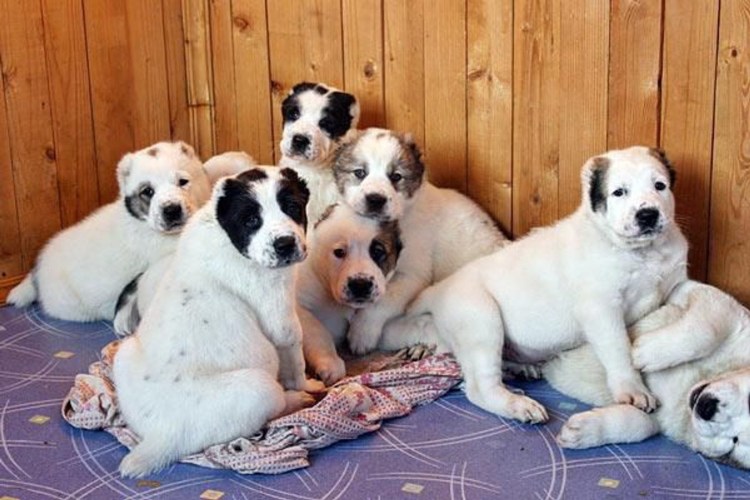 Туркменский алабай щенки 1 месяц