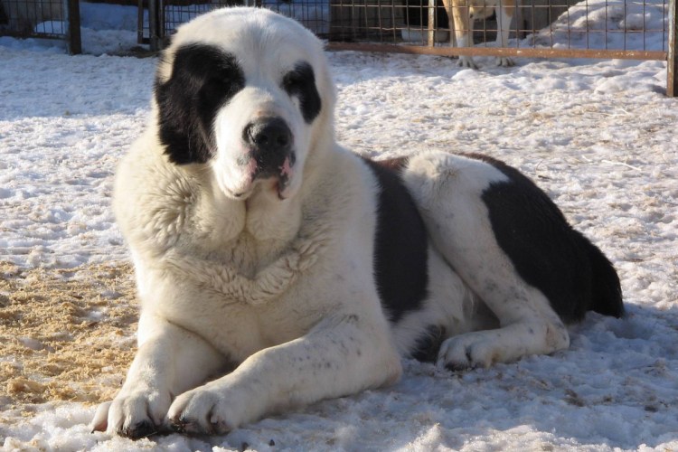 Среднеазиатская овчарка бульдозер