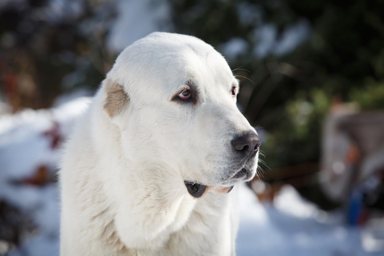 Среднеазиатская овчарка алабай белые