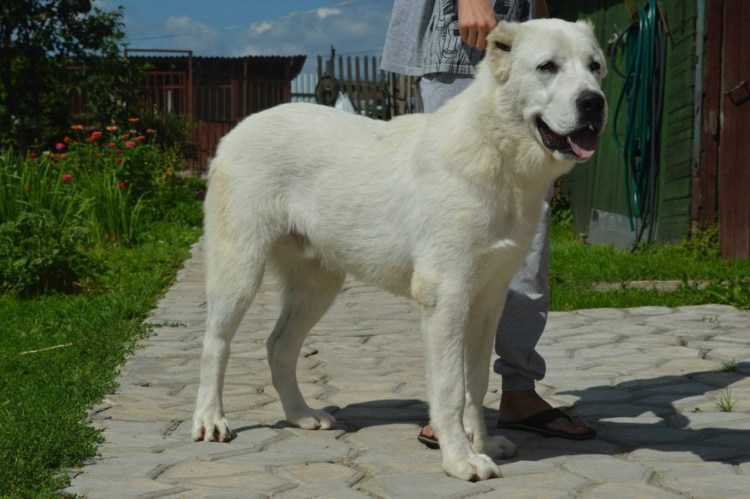 Алабай туркменский волкодав