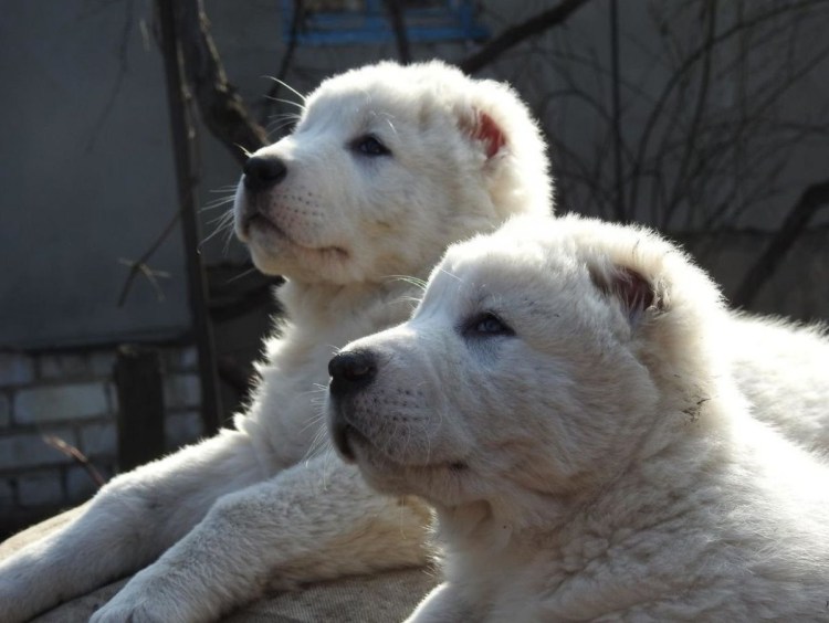 Среднеазиатская овчарка белая