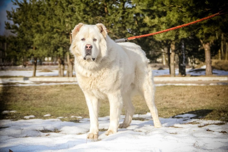 Алабай белый