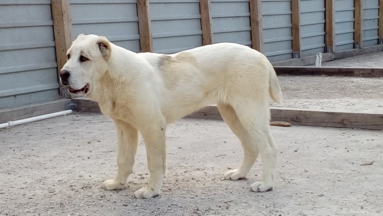 8. Среднеазиатская овчарка (алабай)