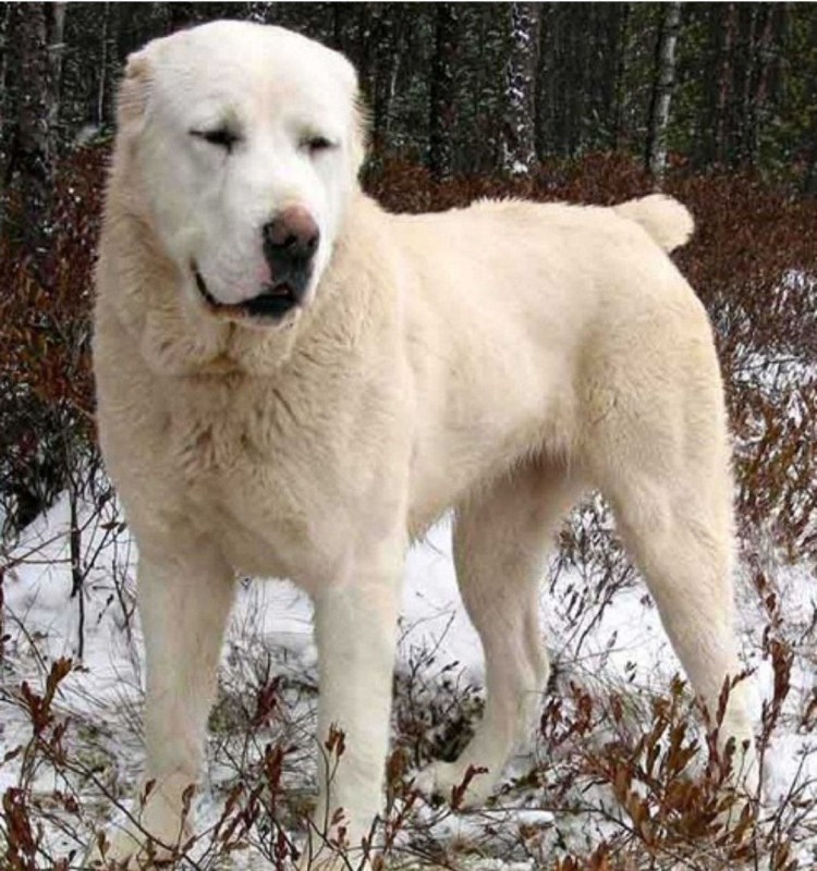 Азиатская овчарка алабай