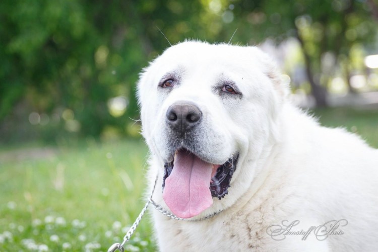 Алабай белый