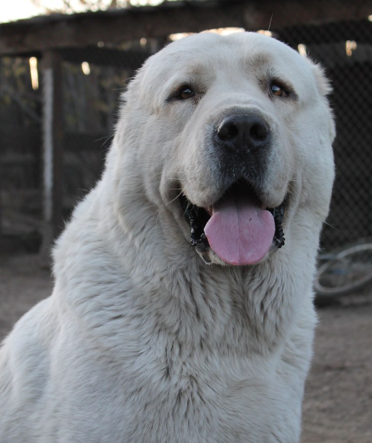 Среднеазиатская овчарка алабай